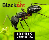 BLACK ANT - 10 Comprimidos